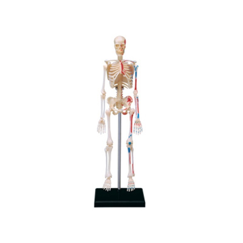 Medical Lab Technology - 4d มนุษย์ Full Skeleton Anatomy ปริศนาประกอบของเล่นการสอนการแพทย์