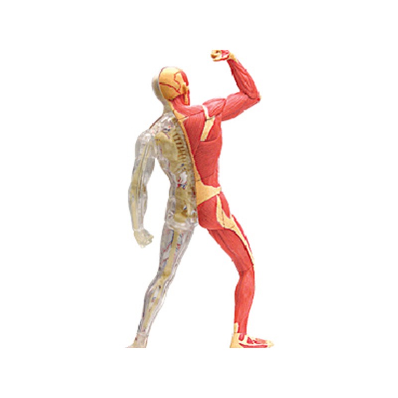 4d Master กล้ามเนื้อมนุษย์โครง - Medical Lab Technology บทวิจารณ์และราคา