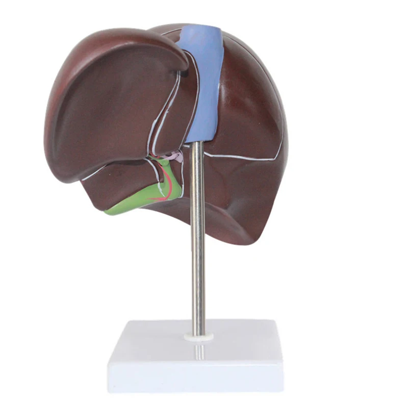 Medical Props มนุษย์ตับ Pathol - Medical Lab Technology บทวิจารณ์และราคา