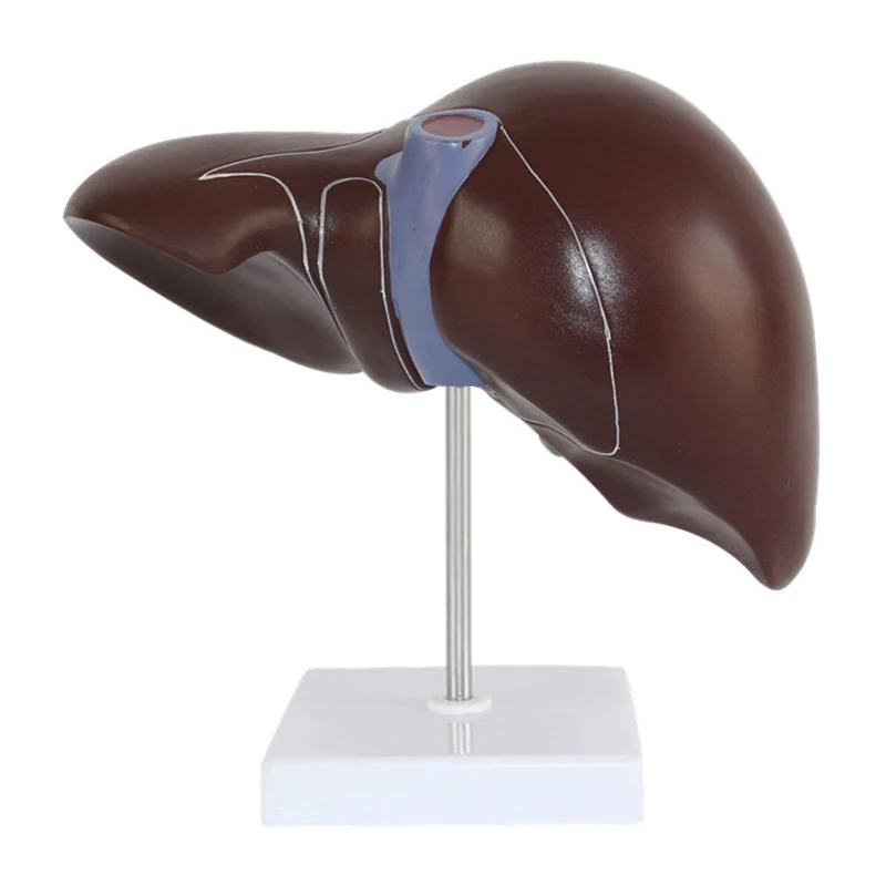 Medical Props มนุษย์ตับ Pathol - Medical Lab Technology บทวิจารณ์และราคา