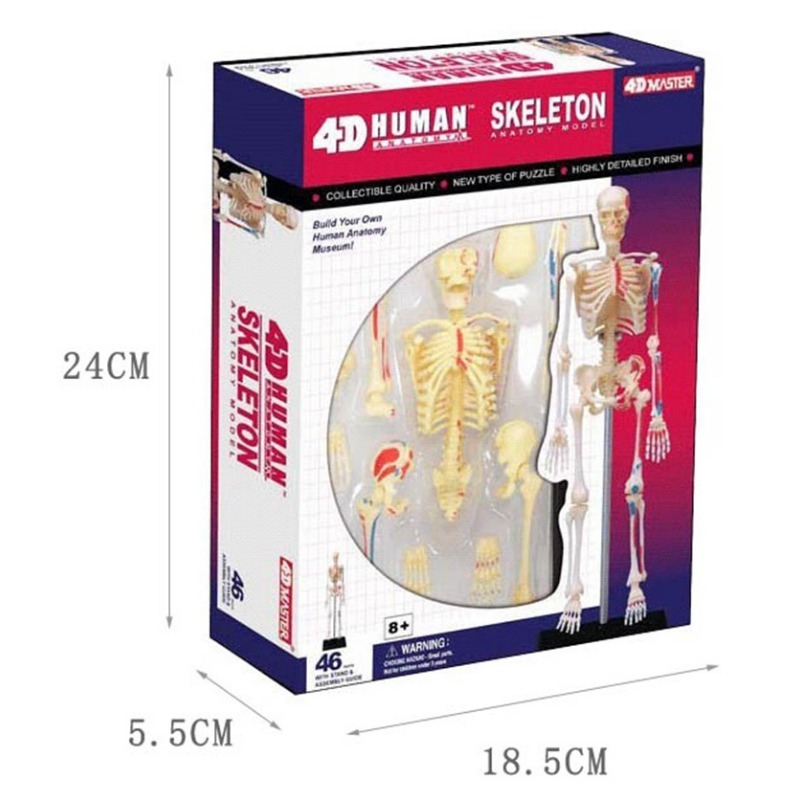 4d มนุษย์ Full Skeleton Anatom - Medical Lab Technology บทวิจารณ์และราคา