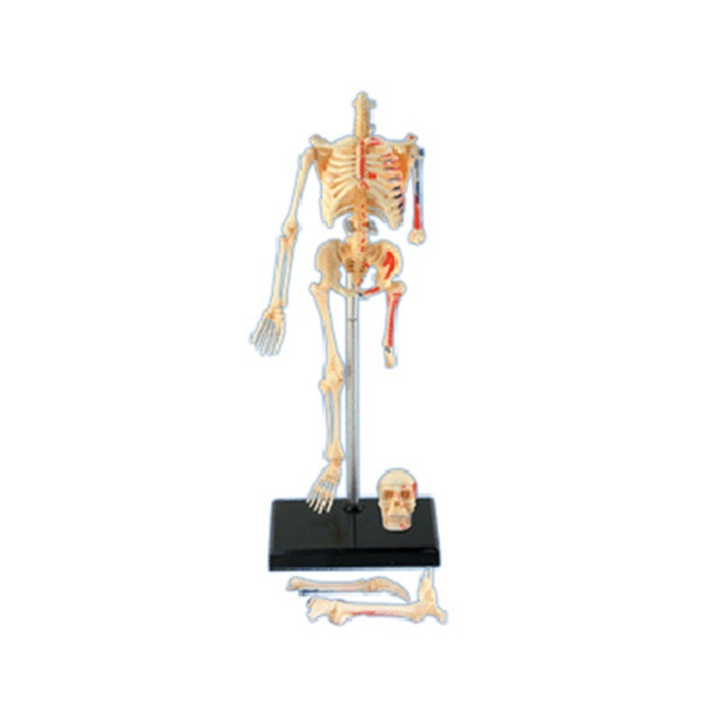 4d มนุษย์ Full Skeleton Anatom - Medical Lab Technology บทวิจารณ์และราคา