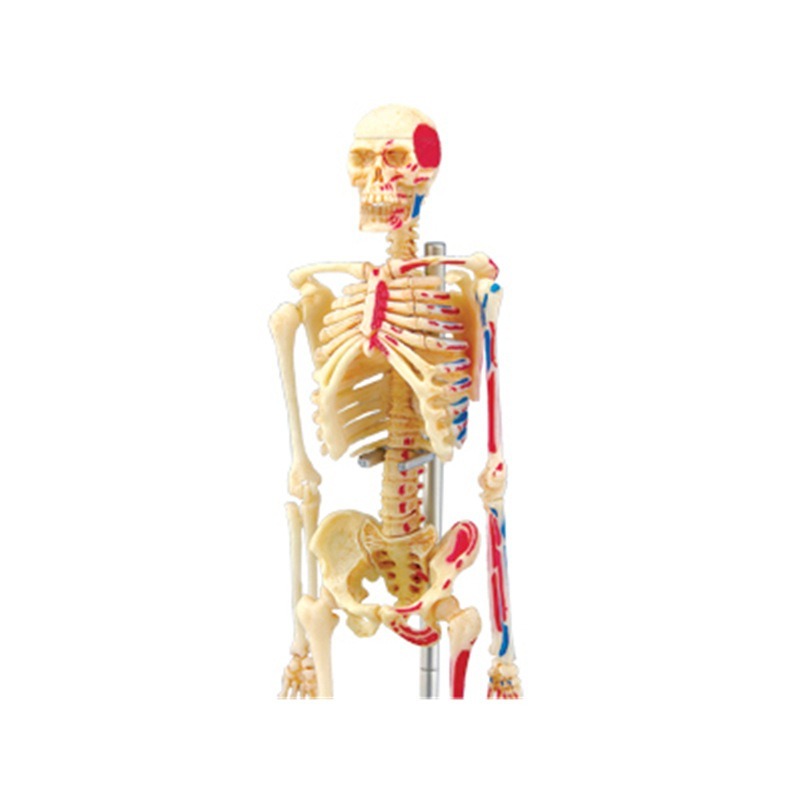 4d มนุษย์ Full Skeleton Anatom - Medical Lab Technology บทวิจารณ์และราคา