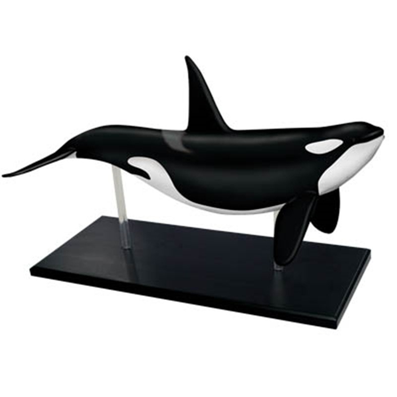 4D Vision Orca Whale Skeleton  - Medical Lab Technology บทวิจารณ์และราคา