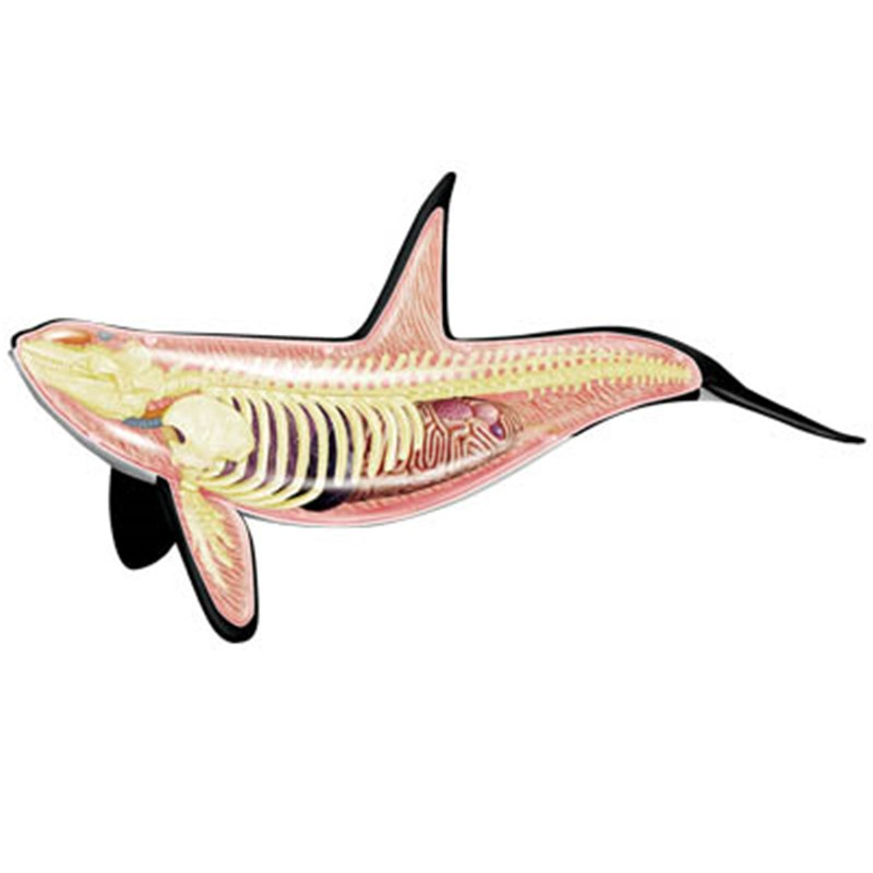 4D Vision Orca Whale Skeleton  - Medical Lab Technology บทวิจารณ์และราคา