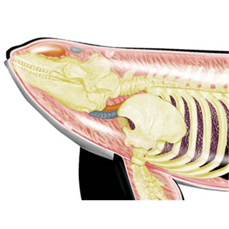 4D Vision Orca Whale Skeleton  - Medical Lab Technology บทวิจารณ์และราคา